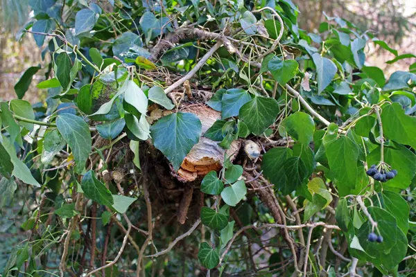 Mart 'ta Zagreb, Hırvatistan ve Avrupa' nın çevresinde ilkbahar başlıyor