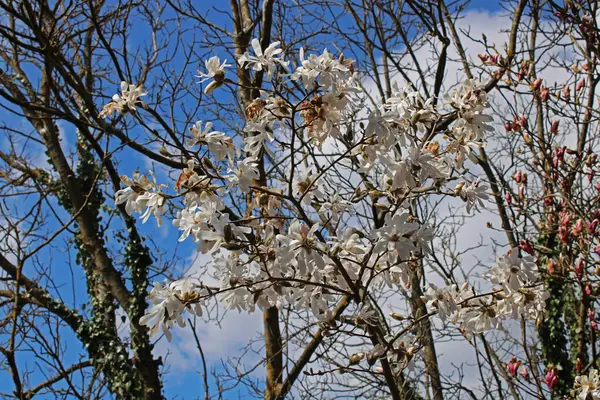Mart 'ta Zagreb, Hırvatistan ve Avrupa' nın çevresinde ilkbahar başlıyor