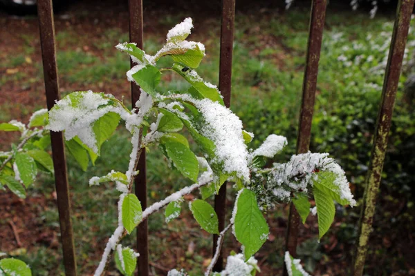 Cambiamento Primaverile Del Tempo Con Neve Aprile Nei Dintorni Zagabria — Foto Stock