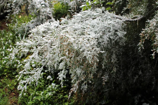 Primavera Cambio Clima Con Nieve Abril Los Alrededores Zagreb Croacia —  Fotos de Stock