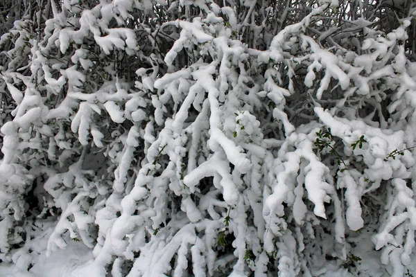 Changement Temps Printanier Avec Neige Avril Dans Les Environs Zagreb — Photo