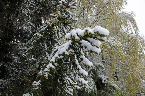 Cambiamento Primaverile Del Tempo Con Neve Aprile Nei Dintorni Zagabria — Foto Stock