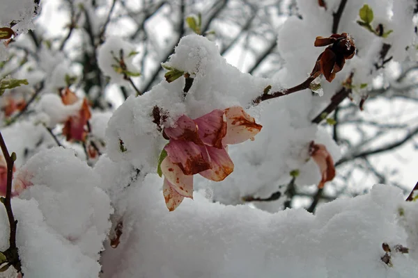 Nisan ayında Zagreb, Hırvatistan ve Avrupa 'da bahar mevsiminde kar yağışıyla hava değişimi