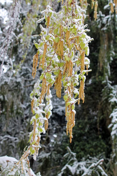 Primavera Mudança Tempo Com Neve Abril Nos Arredores Zagreb Croácia — Fotografia de Stock