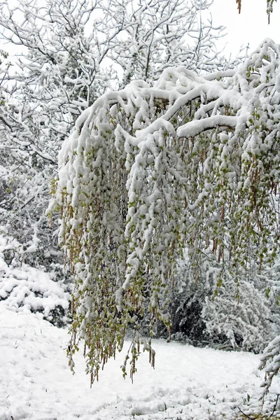 Primavera Mudança Tempo Com Neve Abril Nos Arredores Zagreb Croácia — Fotografia de Stock