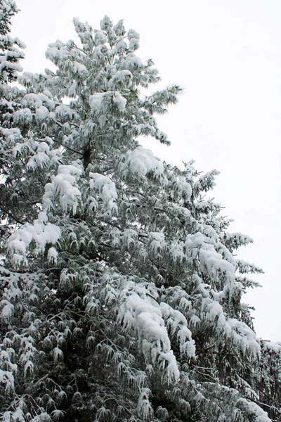 Cambiamento Primaverile Del Tempo Con Neve Aprile Nei Dintorni Zagabria — Foto Stock