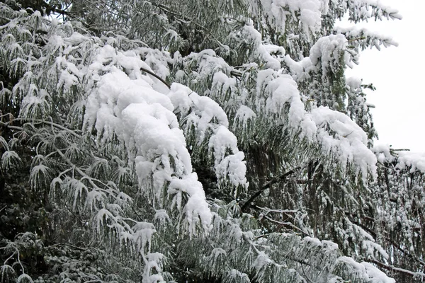 Vårens Väderomslag Med Snö April Zagreb Kroatien Europa — Stockfoto