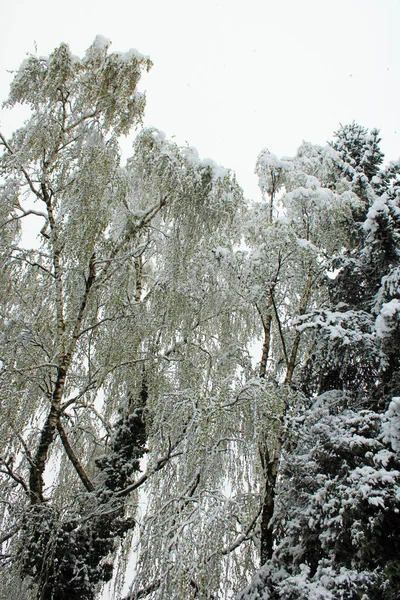 Primavera Mudança Tempo Com Neve Abril Nos Arredores Zagreb Croácia — Fotografia de Stock