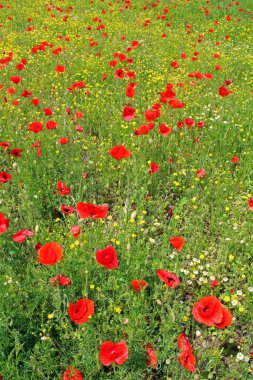 Mayıs ayında Zagreb, Hırvatistan ve Avrupa 'nın çevresinde gelincikler