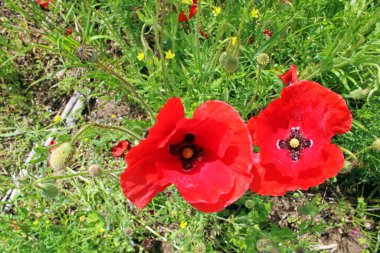 Mayıs ayında Zagreb, Hırvatistan ve Avrupa 'nın çevresinde gelincikler