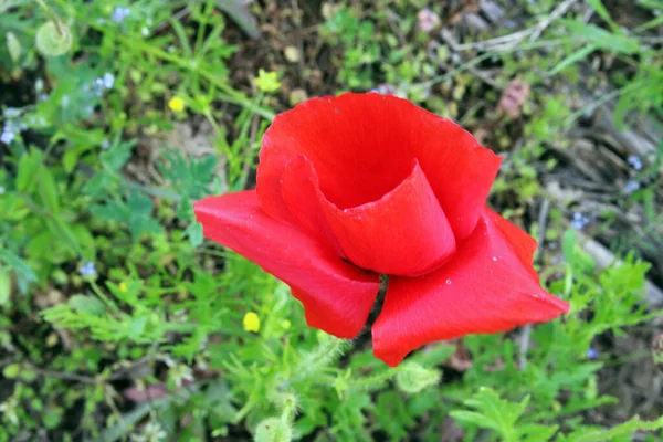 Mohn Mai Der Umgebung Von Zagreb Kroatien Europa — Stockfoto