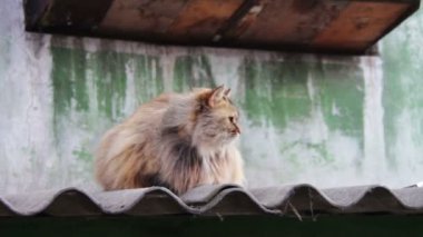 Çatıda evsiz kedi