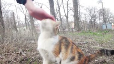 Adam sokakta sokak kedileri sevişme