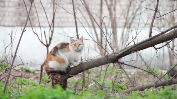 Hemlös katt på gatan — Stockvideo