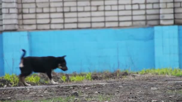 Бездомные бродячие собаки на улице — стоковое видео