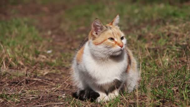 Dakloze kat op straat — Stockvideo