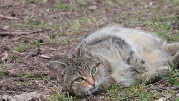 Chat sans abri dans la rue