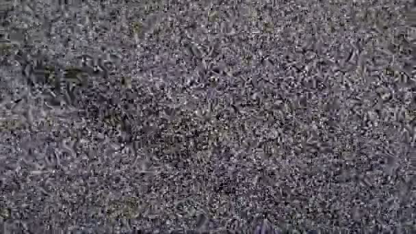 TV pas de signal. Bruit blanc 