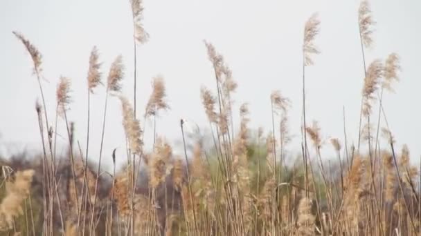 Caña, hierba alta en la naturaleza se balancea en el viento — Vídeo de stock