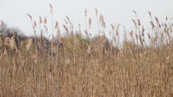 Reed, grama alta sobre a natureza balança no vento — Vídeo de Stock