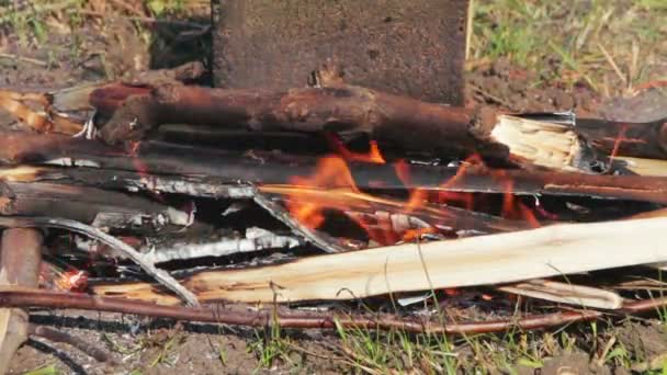 El fuego arde en la naturaleza — Vídeos de Stock