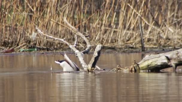 Ente schwimmt und taucht im Fluss — Stockvideo