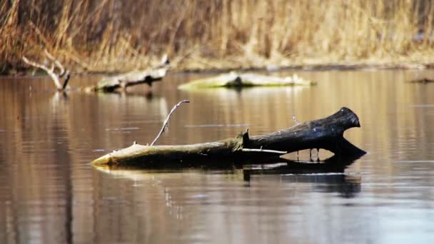 El tronco que yace en el río, el lago — Vídeos de Stock