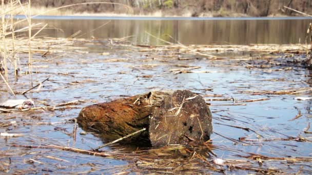 Log strom, ležící v řece, jezeře — Stock video