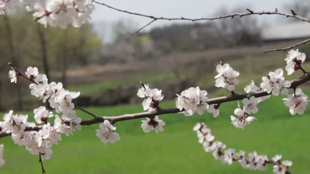 Aprikos blomma blommar på våren — Stockvideo