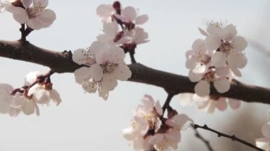 Baharda çiçek açan kayısı çiçek