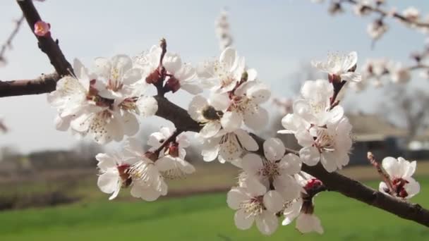 Aprikos blomma blommar på våren — Stockvideo