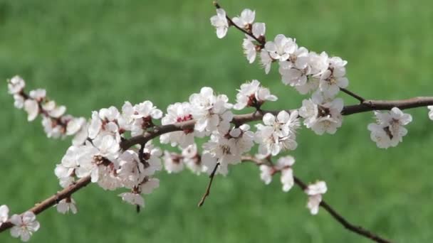 Aprikos blomma blommar på våren — Stockvideo