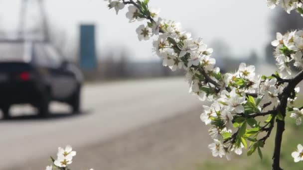 Flor de damasco florescendo na primavera — Vídeo de Stock