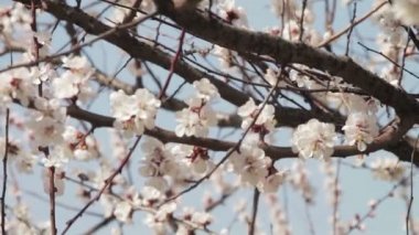 Baharda çiçek açan kayısı çiçek