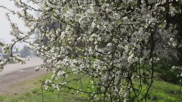 Flor de damasco florescendo na primavera — Vídeo de Stock