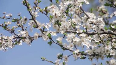 Baharda çiçek açan kayısı çiçek