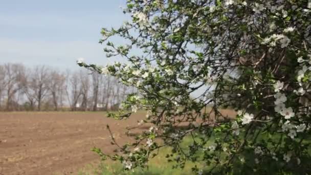 Aprikos blomma blommar på våren — Stockvideo