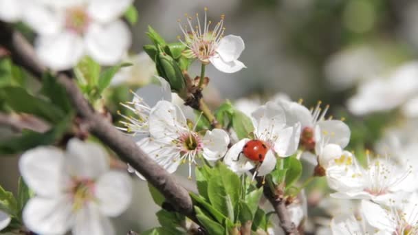 Fiore di albicocca fioritura in primavera — Video Stock