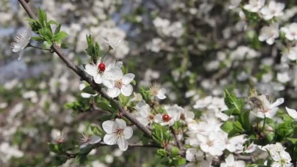 Flor de damasco florescendo na primavera — Vídeo de Stock