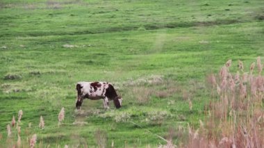 Tarlada otlayan inek.