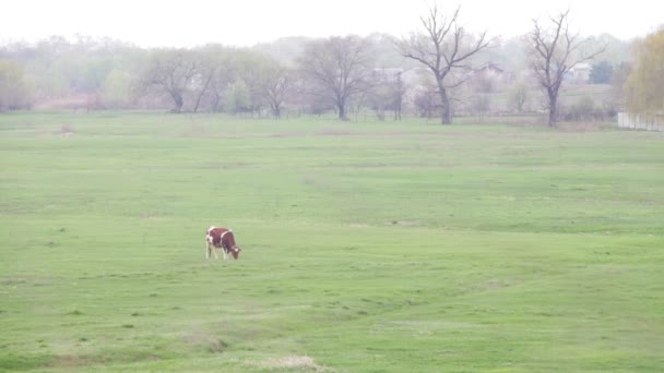 Cow Grazing in the Field — Stock Video