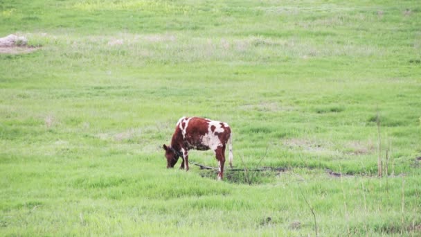 Vaca pastando en el campo — Vídeos de Stock