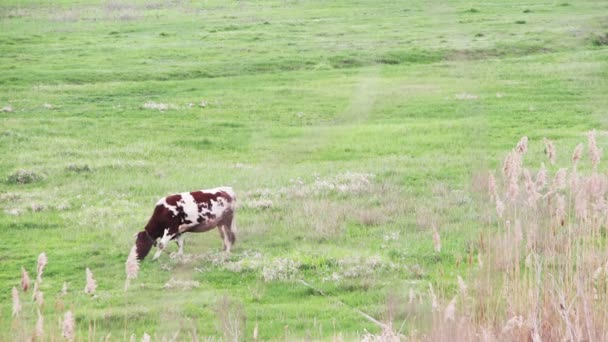 Kuh weidet auf dem Feld — Stockvideo