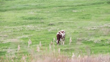 Tarlada otlayan inek.