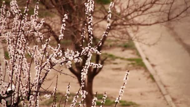 Abrikoos bloem bloeien in het voorjaar — Stockvideo