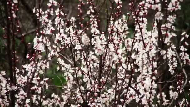 Flor de damasco florescendo na primavera — Vídeo de Stock