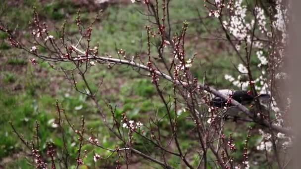 Две вороны сидят на цветущем абрикосе и едят цветущий цветок — стоковое видео