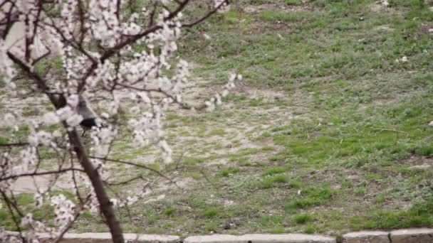 Flor de albaricoque floreciendo en primavera — Vídeos de Stock