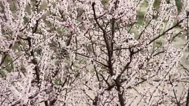 Flor de damasco florescendo na primavera — Vídeo de Stock