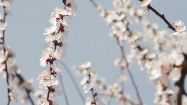 Flor de albaricoque floreciendo en primavera — Vídeos de Stock